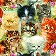 A Pile of Kittens 1000pc Jigsaw Puzzle by Giordano Studios