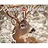 Seasons of the Whitetail 2015 Wall Calendar