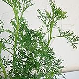 コンパニオンプランツ：サザンウッド3号ポット4株セット[虫よけハーブ・ワームウッドの仲間]