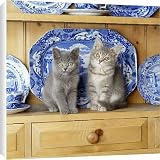 Canvas Prints of JD-12402 Cat - kittens on dresser from Ardea Wildlife Pets