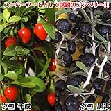 国華園　有用植物苗　クコセット　2種2株