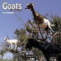 Goats in Trees 2010 Wall (Wall Calendar)