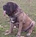 Mastiff Imported Leather Medallion Collar