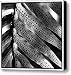 Fern Spores Canvas Print / Canvas Art - Artist David Patterson