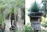 Produkt-Bild: australischer Grasbaum, Grass Tree, Kangaroo Tail / Xanthorrhoea australis (Saatgut, Samen)