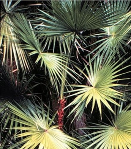 Acoelorrhaphe wrightii - Everglade-Palme - 10 Samen