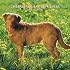 Chesapeake Bay Retrievers 2008 Square Wall Calendar