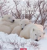 Polar-B&auml;ren 2009 - Daniel J. Cox