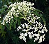 Neem Tree 20 Seeds -Azadirachta-Insect Repellant/Bonsai