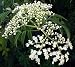 Neem Tree 20 Seeds -Azadirachta-Insect Repellant/Bonsai