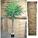 Silk Artificial 8 foot Potted Coconut Palm Tree, 22 leaves, Real solid wood palm trunk, Real coconut mesh