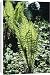Canvas Prints of Rog-6009 Ostrich Fern from Ardea Wildlife Pets