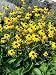 Rudbeckia fulgida 