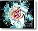Cabbage Canvas Print / Canvas Art - Artist Sarah Loft