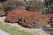 Rudy Haag Burning Bush