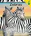 Search : Zebras