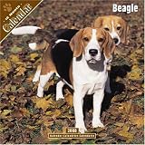 Beagle 2008 Wall Calendar
