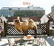 ウィルコ(ジ・アルバム)