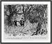 Historic Print (M): [Cartoon of Florida real estate agent showing dense swampland to client, saying: Can't y