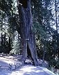 Avenue Through a Giant Redwood - Intriguing 16x20-inch Photographic Print by Carol M. Highsmith