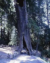 Avenue Through a Giant Redwood - Intriguing 16"x20" Photographic Print by Carol M. Highsmith