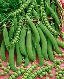 Lincoln Peas Seeds - Pisum Sativum - 6 Grams - Approx 30 Gardening Seeds - Vegetable Garden Seed