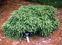Jeddeloh Canadian Hemlock