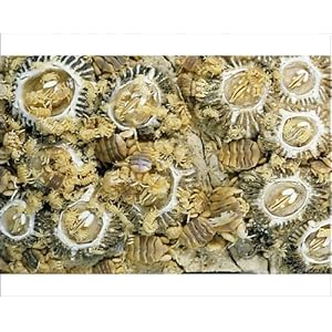 Grey Whale Barnacles