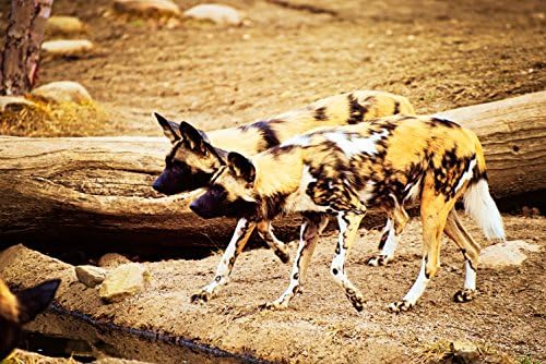 Wall Decor - "Working Together" - Wildlife Photography - Wildlife Scene, Spotted Dogs