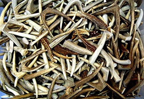 One Pound Deer Antler Tips, Tines, Brow Tines and Points - 1 Inch to 6 Inches Long - Grade A Premium, For Arts and Crafts (NOT FOR DOG CHEWS) - By the Pound