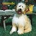 Goldendoodles 2008 Square Wall Calendar (German, French, Spanish and English Edition)