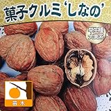 クルミ：信濃クルミ（しなのくるみ）4.5号ポット