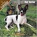 Rat Terrier 2008 Wall Calendar