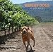 Winery Dogs of Napa Valley