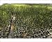 Photographic Prints of GP-208 Nursery of young mangrove shoots used to reintroduce mangrove stands from Ardea Wildlife Pets