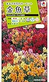 タキイ種苗金魚草マジックカーペット混合