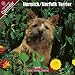 2009 Norwich/Norfolk Terrier Wall Calendar