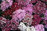 Seed in a Blanket Planting Squares Sweet William
