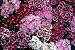 Sweet William Seed In A Blanket