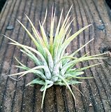 Discounts Airplants Tillandsia Ionantha 10 Pack by Garden in the City