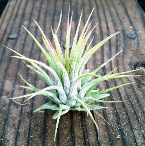 Airplants Tillandsia Ionantha 10 Pack