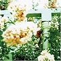 Little Wars ~ Unwed Sailor