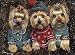 yorkshire_terrier13yorkshire terrier - Yorkshire Terrier Christmas Elves Greeting Cards