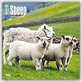 Sheep 2016 Square 12x12 (Multilingual Edition)