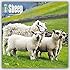 Sheep 2016 Square 12x12 (Multilingual Edition)