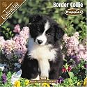 Border Collie Puppies