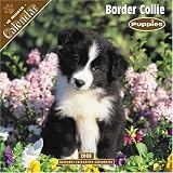 Border Collie Puppies 2008 Wall Calendar