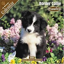 Border Collie Puppies