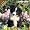 Border Collie Puppies