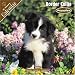 Border Collie Puppies 2008 Wall Calendar
